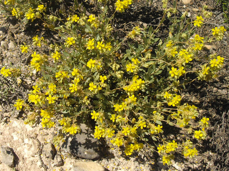 Helianthemum squamatum en fleurs dans les plaines arides de la péninsule Ibérique